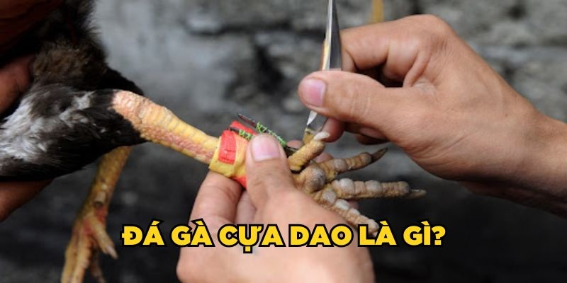 đá gà cựa dao